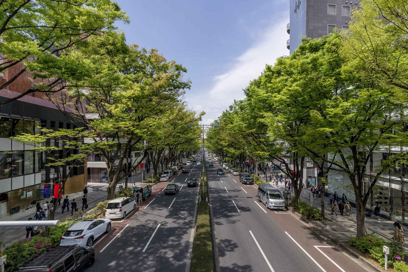 Tree-lined commercial street